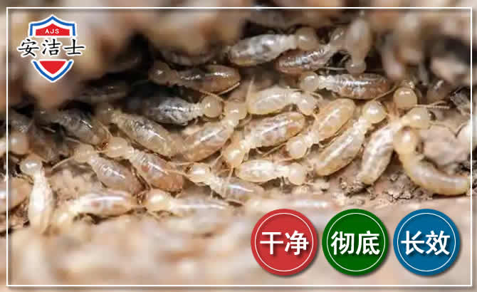 海棠区白蚁防治