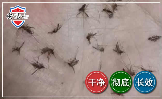 海棠区蚊子防治-灭蚊