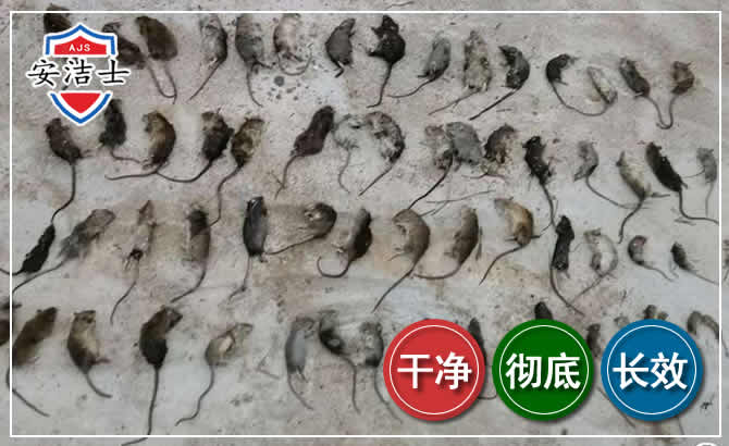 海棠区鼠害防治-灭鼠