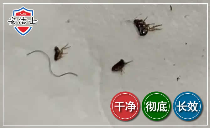 海棠区跳蚤防治-灭跳蚤