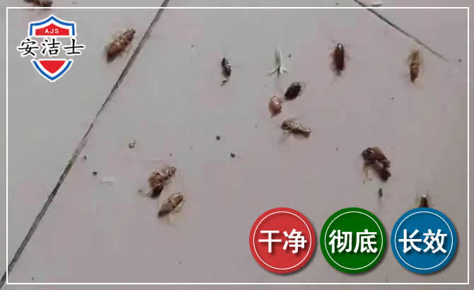 海棠区蟑螂防治-灭蟑螂