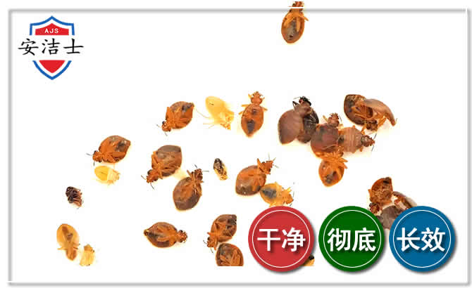 海棠区臭虫防治-消灭臭虫